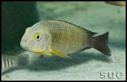 Tropheus sp. nov.