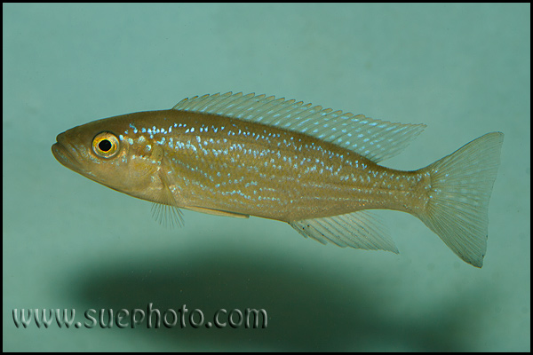 Perissodus microlepis ?