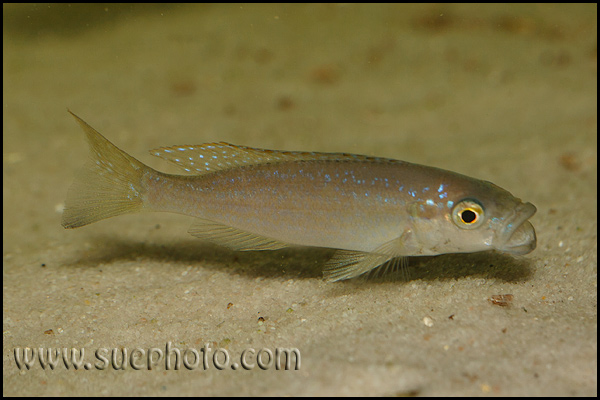 Perissodus microlepis ?