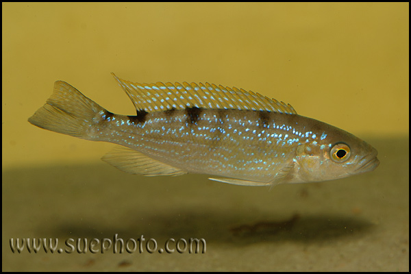 Perissodus microlepis ?