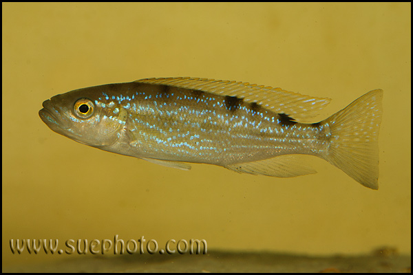 Perissodus microlepis ?