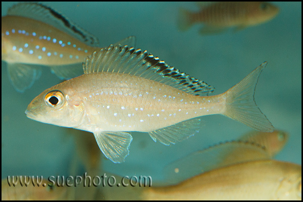 Xenotilapia spilopterus Cape Kaachese