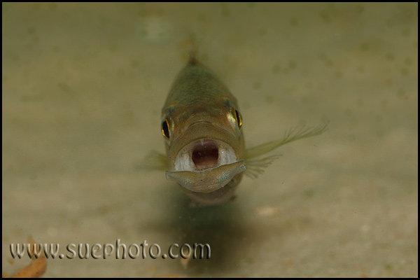 Perissodus microlepis ?