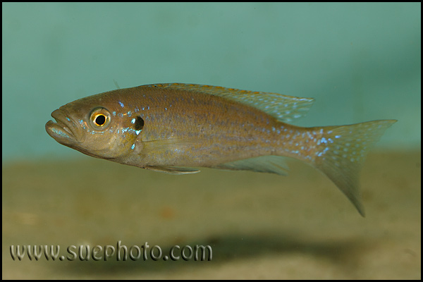 Perissodus microlepis ?