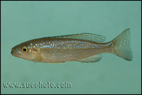 Perissodus microlepis ?