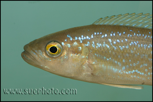 Perissodus microlepis ?