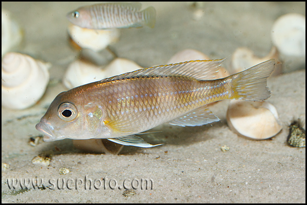 Limnochromis auritus