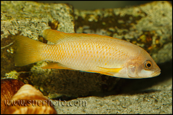 Neolamprologus mustax Mbita Island