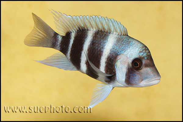 Cyphotilapia gibberosa Samazi Blue