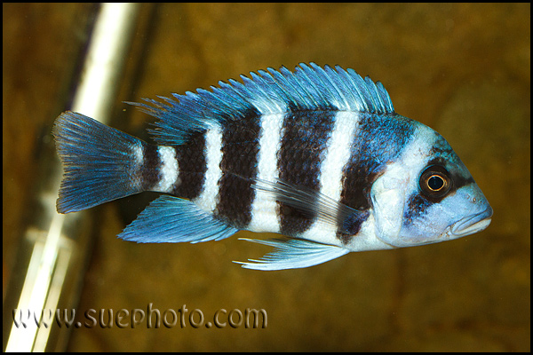 Cyphotilapia gibberosa Kekwele