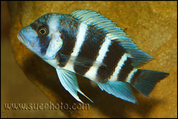 Cyphotilapia gibberosa Kekwele