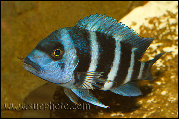 Cyphotilapia gibberosa Kekwele