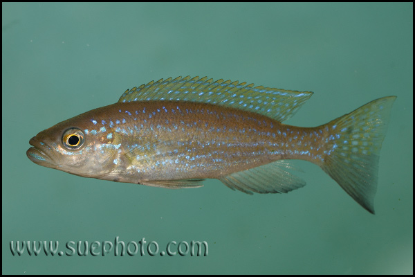 Perissodus microlepis ?