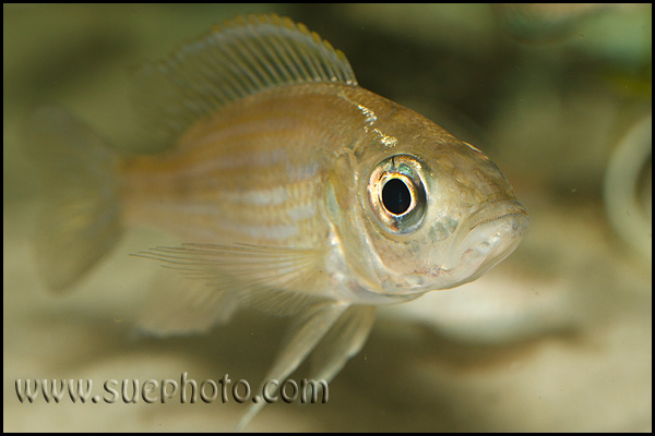 Aulonocranus dewindtii Cameron Bay