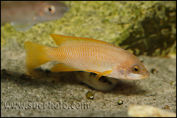 Neolamprologus mustax Mbita Island