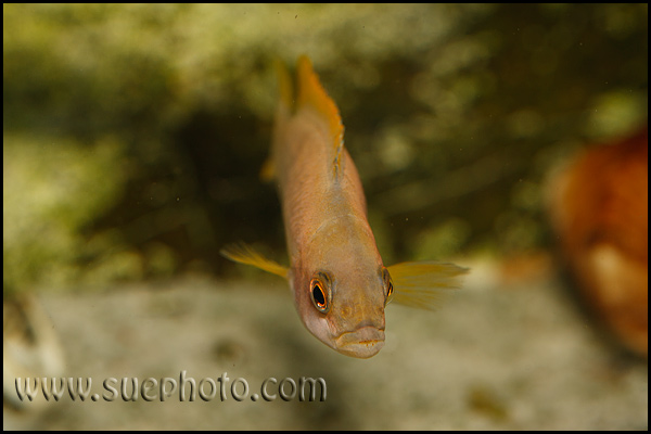 Neolamprologus mustax Mbita Island