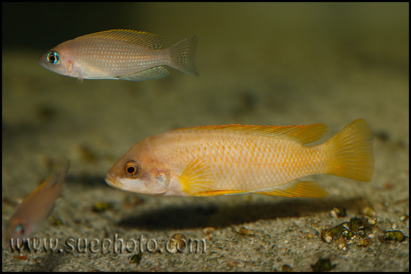 Neolamprologus mustax Mbita Island