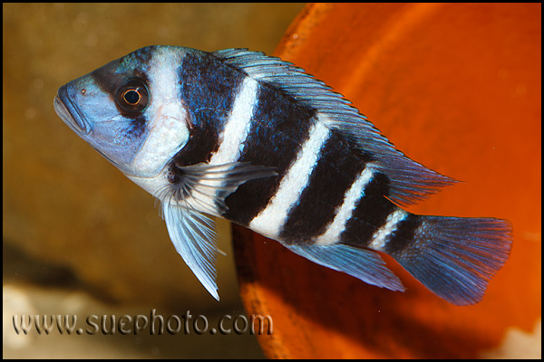 Cyphotilapia gibberosa Kekwele