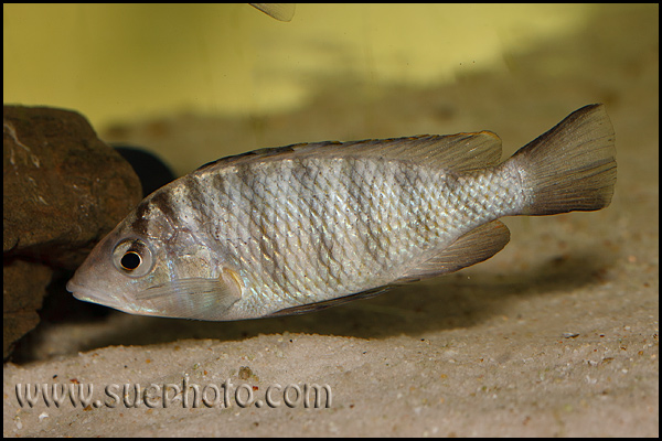 "Gnathochromis" pfefferi