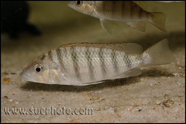 "Gnathochromis" pfefferi