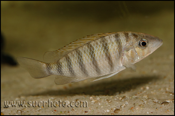 "Gnathochromis" pfefferi