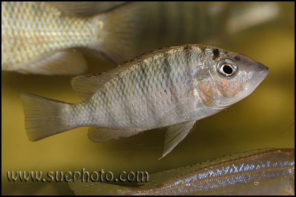 "Gnathochromis" pfefferi