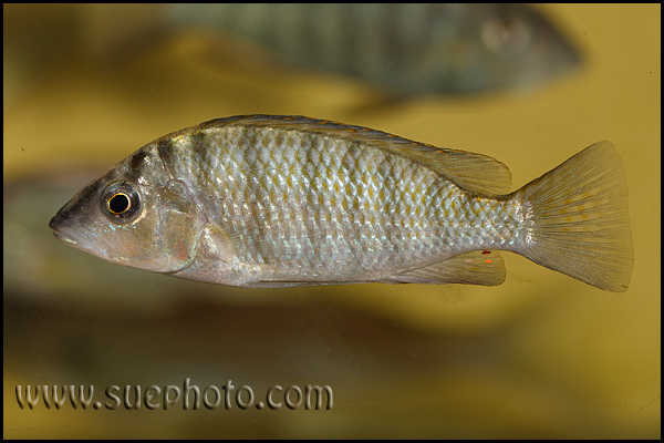 "Gnathochromis" pfefferi