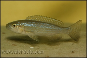 Perissodus microlepis ?