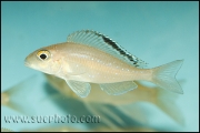 Xenotilapia spilopterus Cape Kaachese