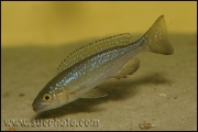 Perissodus microlepis ?