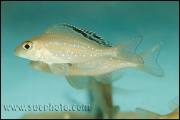 Xenotilapia spilopterus Cape Kaachese