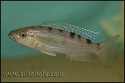 Perissodus microlepis ?