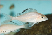 Xenotilapia spilopterus Cape Kaachese