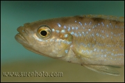 Perissodus microlepis ?