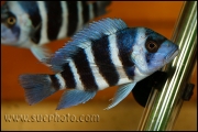 Cyphotilapia gibberosa Kekwele