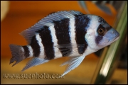 Cyphotilapia gibberosa Kekwele