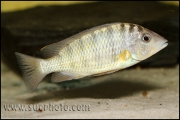 "Gnathochromis" pfefferi