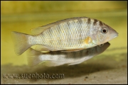 "Gnathochromis" pfefferi