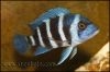 Cyphotilapia gibberosa Kekwele