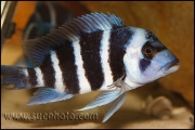 Cyphotilapia gibberosa Kekwele