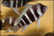 Cyphotilapia gibberosa Samazi Blue