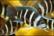 Cyphotilapia gibberosa Kekwele