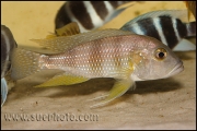 Limnochromis staneri