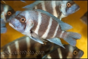 Cyphotilapia gibberosa Kekwele