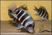 Cyphotilapia gibberosa Samazi Blue