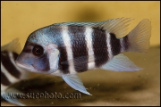 Cyphotilapia gibberosa Samazi Blue