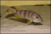 Limnochromis staneri