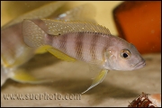 Limnochromis staneri