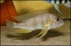 Limnochromis staneri