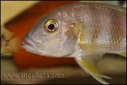 Limnochromis staneri